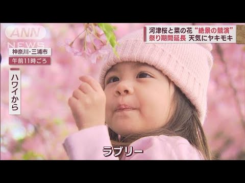 【絶景】河津桜と菜の花が競演～外国人客が感激「一生に一度の景色」(2023年3月3日)