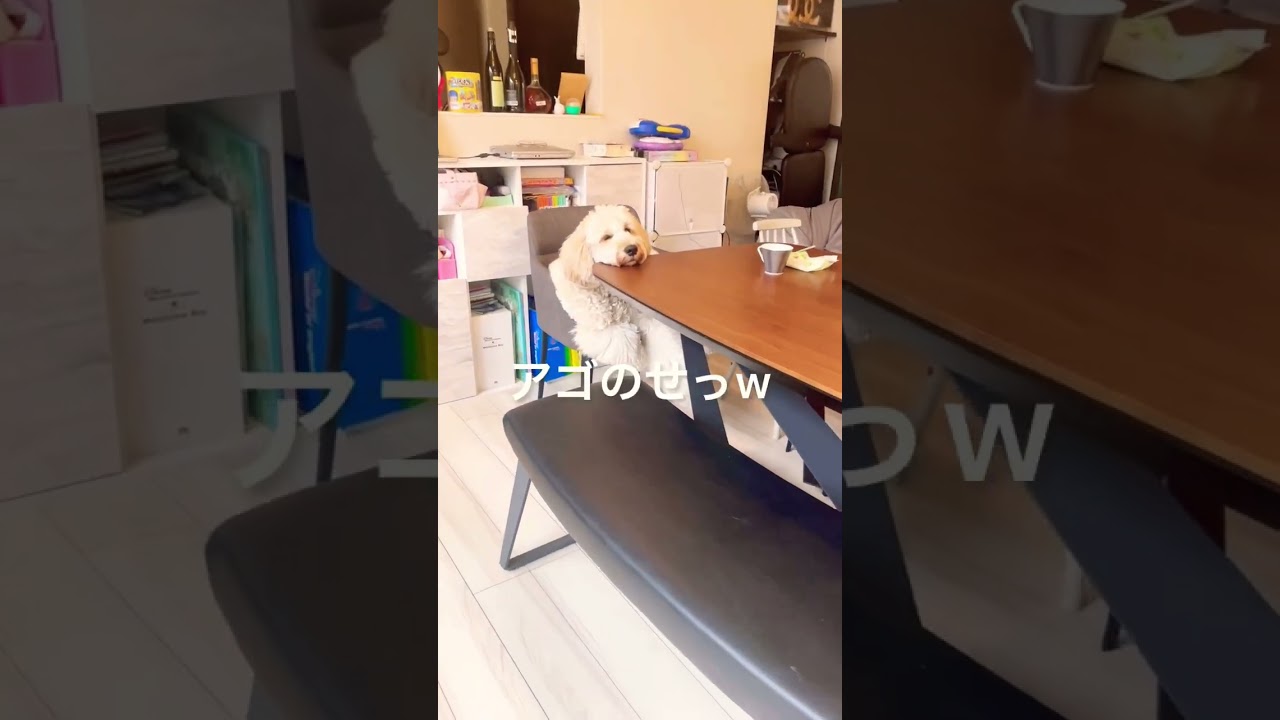 それバランス取れてる？の愛犬ゴールデンドゥードル♡ #大型犬 #ゴールデンドゥードル #犬のいる暮らし