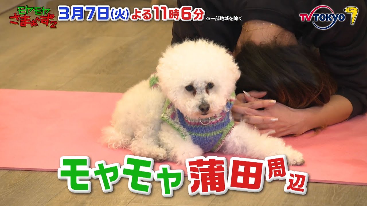 【予告】モヤモヤさまぁ～ず２