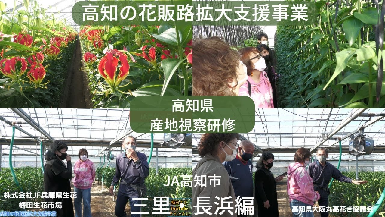 【梅田生花市場】お花屋さんの高知視察の記録　JA高知市　三里・長浜編　（高知県の花　販路拡大支援事業）