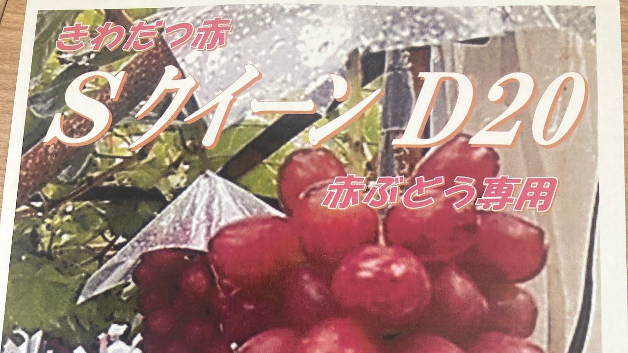 シャイン短梢　飛び出し芽座を回避せよ😎　そこに絶対基本はあるのか…