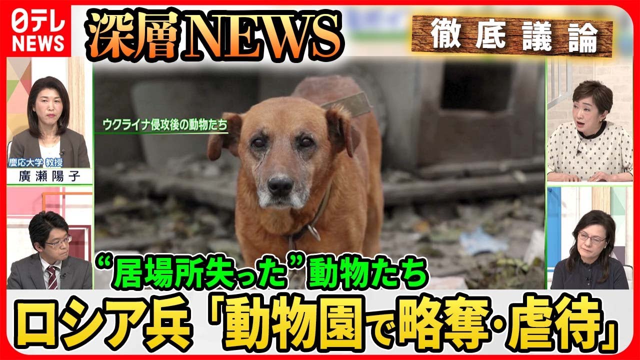 【ウクライナ“居場所失った”動物たち】軍事侵攻でペット３割が置き去りに…最前線で動物保護する団体を独自取材【深層NEWS】