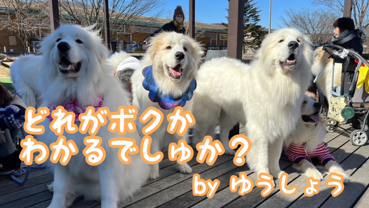 《軽井沢で 悠翔の兄弟たちと会ってきたよ》 ピレバニ グレートピレニーズ
