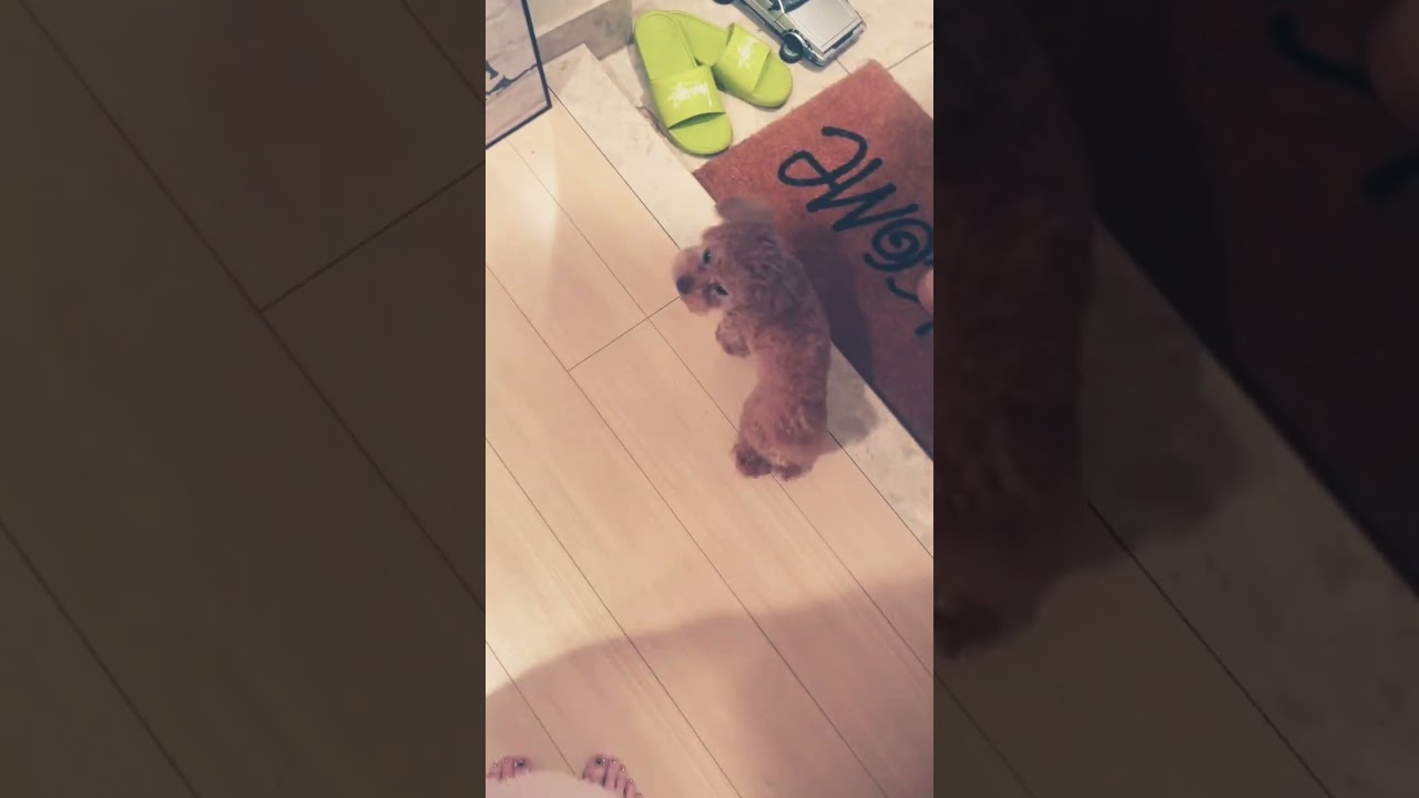 がんばっていきまっしょい！！〜我が家の出かける前ルーティン気合い入れ〜　#short