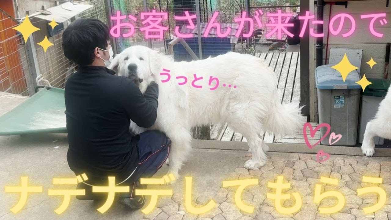 【来客】ピレニーズ体験【グレートピレニーズ】