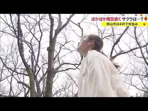 花見の予定はいつがベスト？　連日の陽気で近づくサクラ開花　標本木をチェック【岡山・香川】 (23/03/09 18:02)