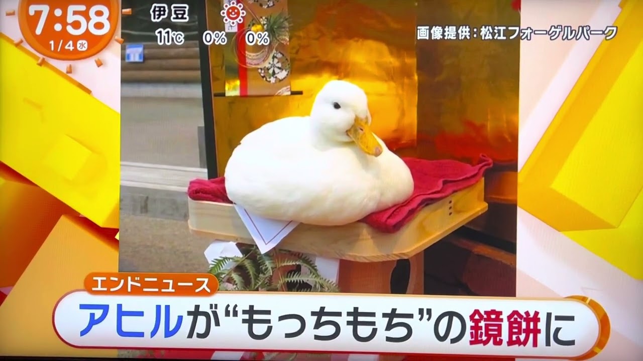 アヒルのしらたまちゃん 鏡餅になる めざましテレビ1/4放送