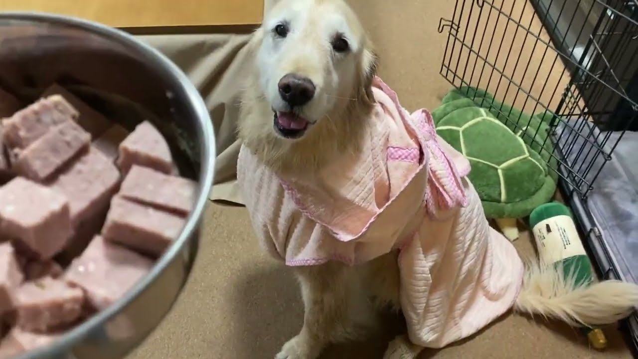 シャンプーが嫌いすぎておしゃべり（不満）が止まらないゴールデンレトリバーのはっち