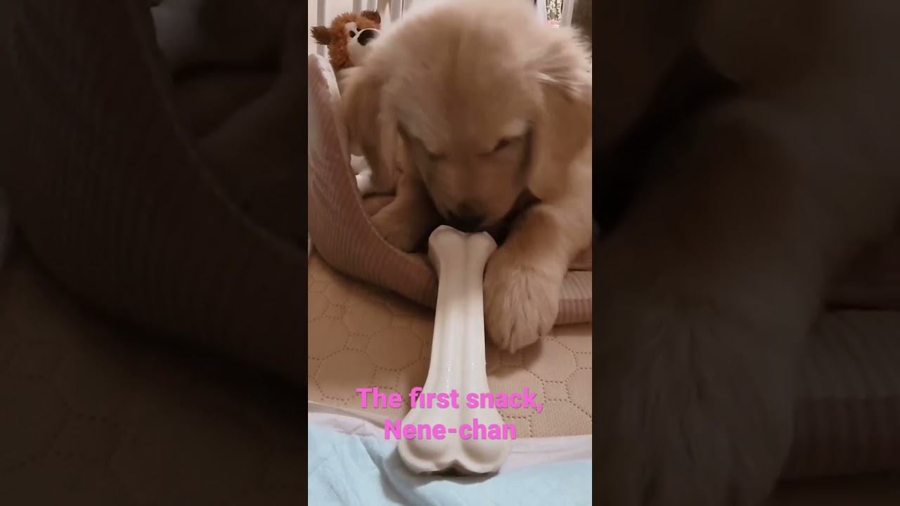 The first snack, Nene-chan #short  #short  #ゴールデンレトリバー  #goldenretriever