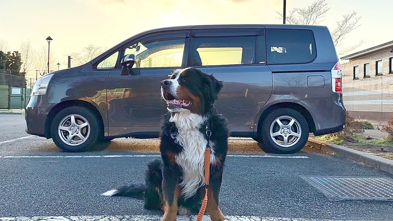 遂に新びすけ号が・・・！【トヨタノア】