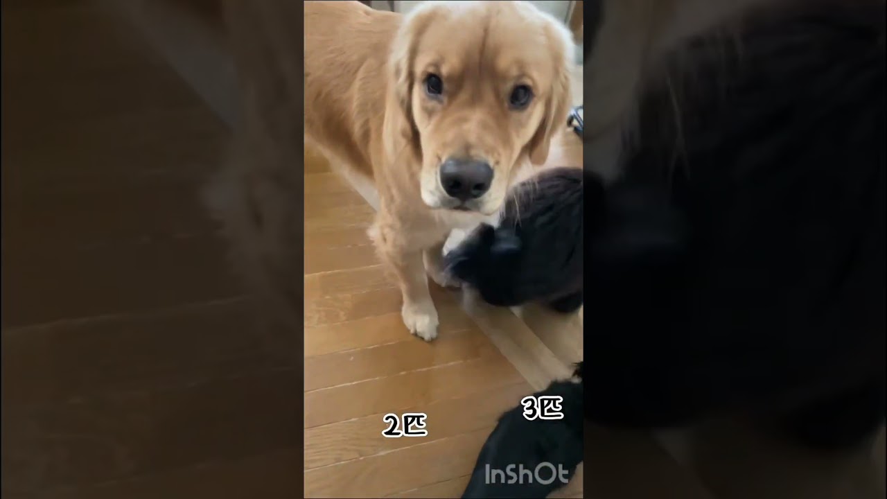 監視されてる飼い主