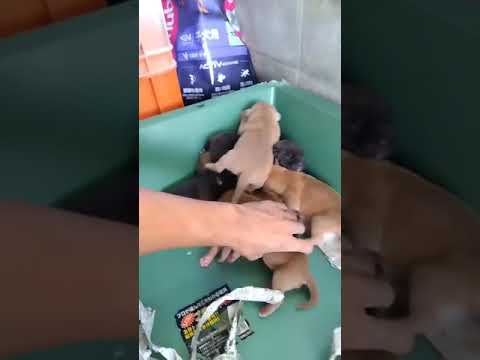 マツコの赤ちゃん