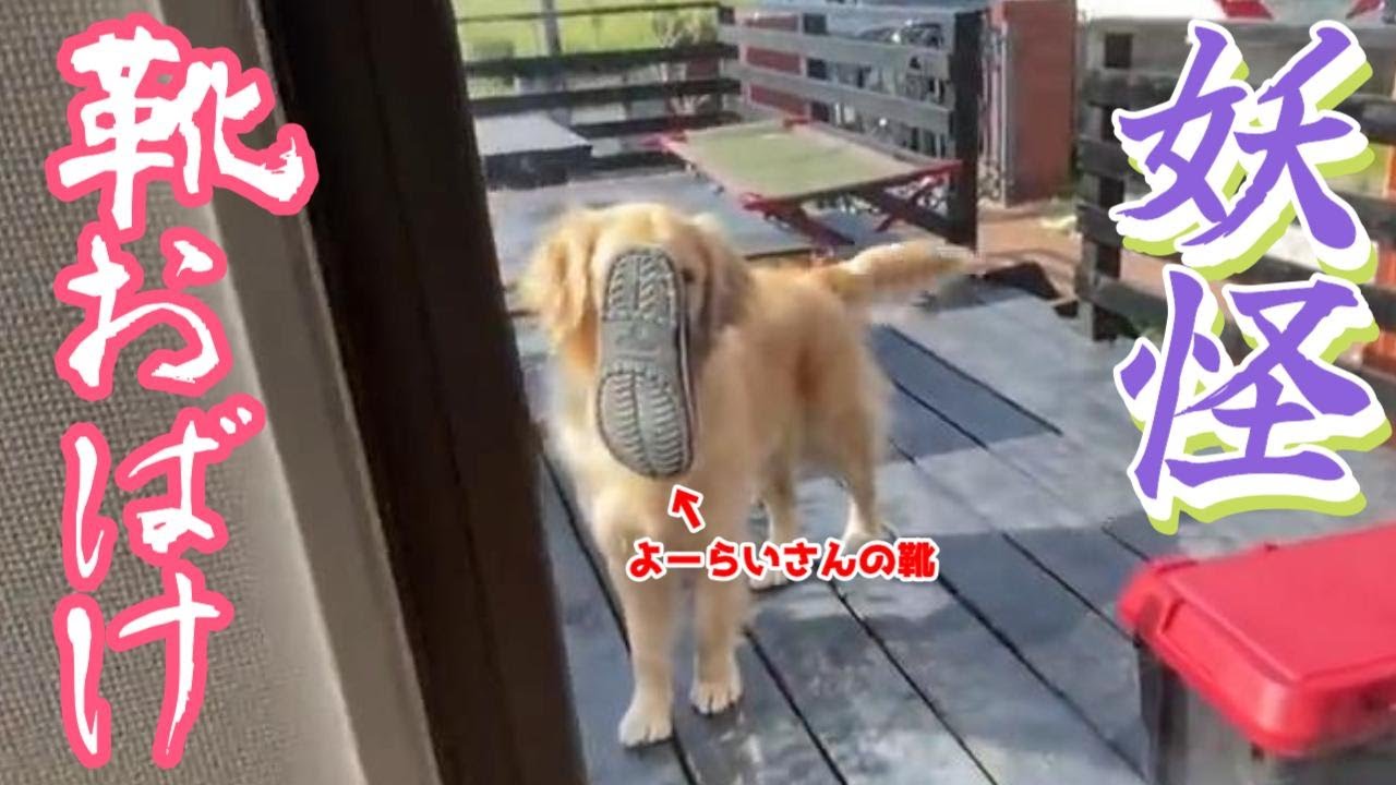 【ゴールデンレトリバー】くつを離さない犬。