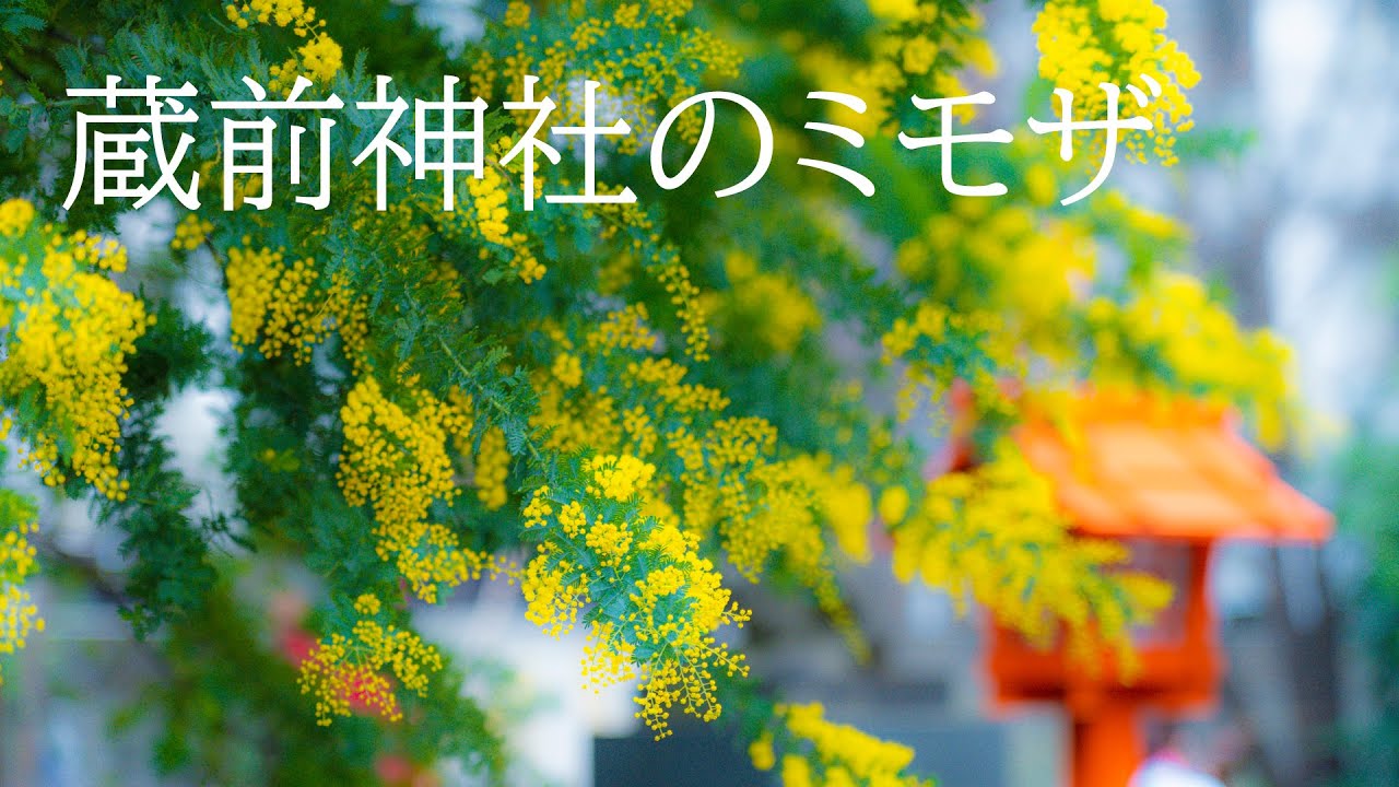 蔵前神社のミモザ 4K