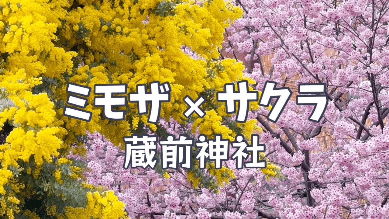 蔵前神社のミモザと河津桜が満開 3月8日 Mimosa and Kawazu cherry blossoms at Kuramae Shrine are in full bloom