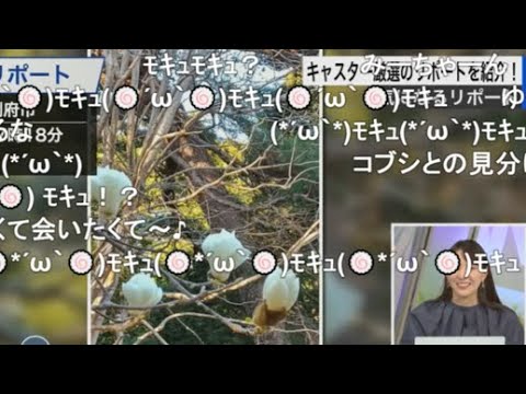 【白井ゆかり】🦀っ「ゆかりんが(🍥´ω｀🍥)ﾓｷｭ(🍥´ω｀🍥)ﾓｷｭ(ニコ生コメ有り)」
