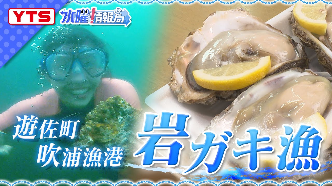 【遊佐町・岩ガキ】YTSゴジダス水曜情報局