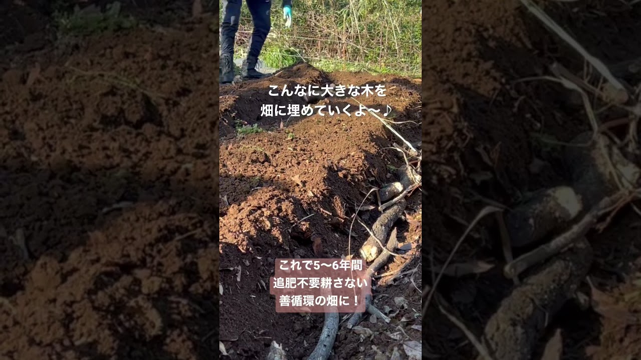 畑に丸太？驚きの菌ちゃん畑！ #炭素循環農法 #菌ちゃん先生 #地球温暖化対策