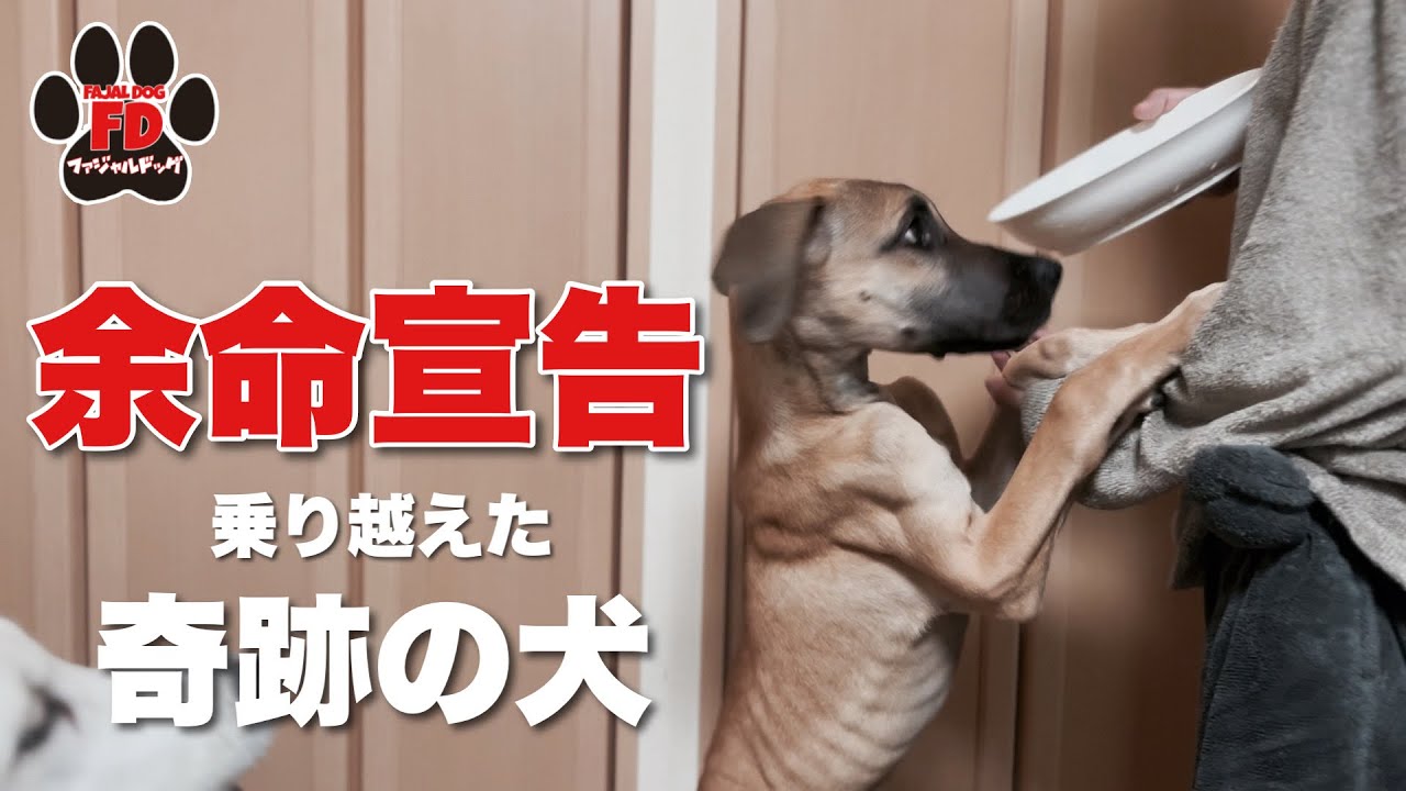 最後の日と言われた日から1年！超大型犬グレートデン子犬