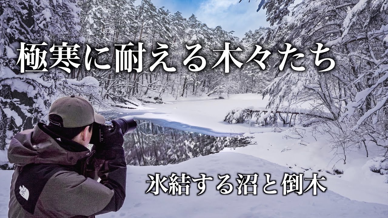 【風景写真】氷結する沼と極寒に生きる木々たち|冬景色| Landscape photography Vlog