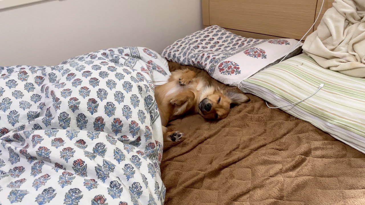 一瞬ピクッとする犬