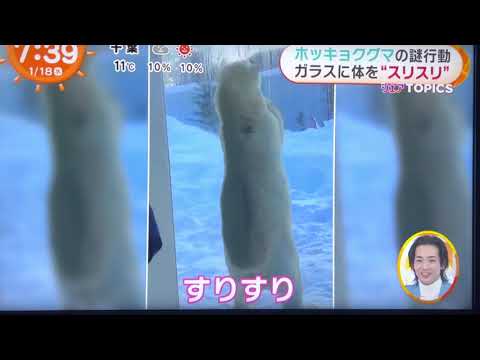 ホッキョクグマのリラちゃん 謎行動 ガラスに体をスリスリ めざましテレビ1/18放送