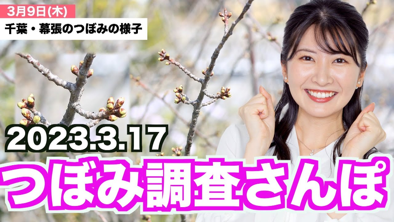 【LiVE】今週のマイ桜は？つぼみ調査散歩♪　駒木結衣／2023年3月17日(金)