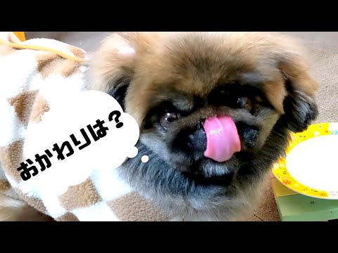 愛犬、食欲はあります!!