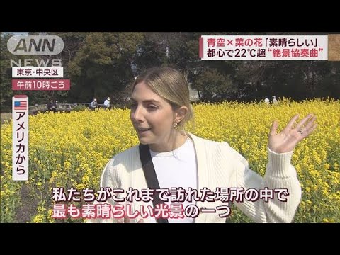 都心ポカポカ22℃超　青空×菜の花…まるで“黄色いじゅうたん”「素晴らしい」(2023年3月9日)