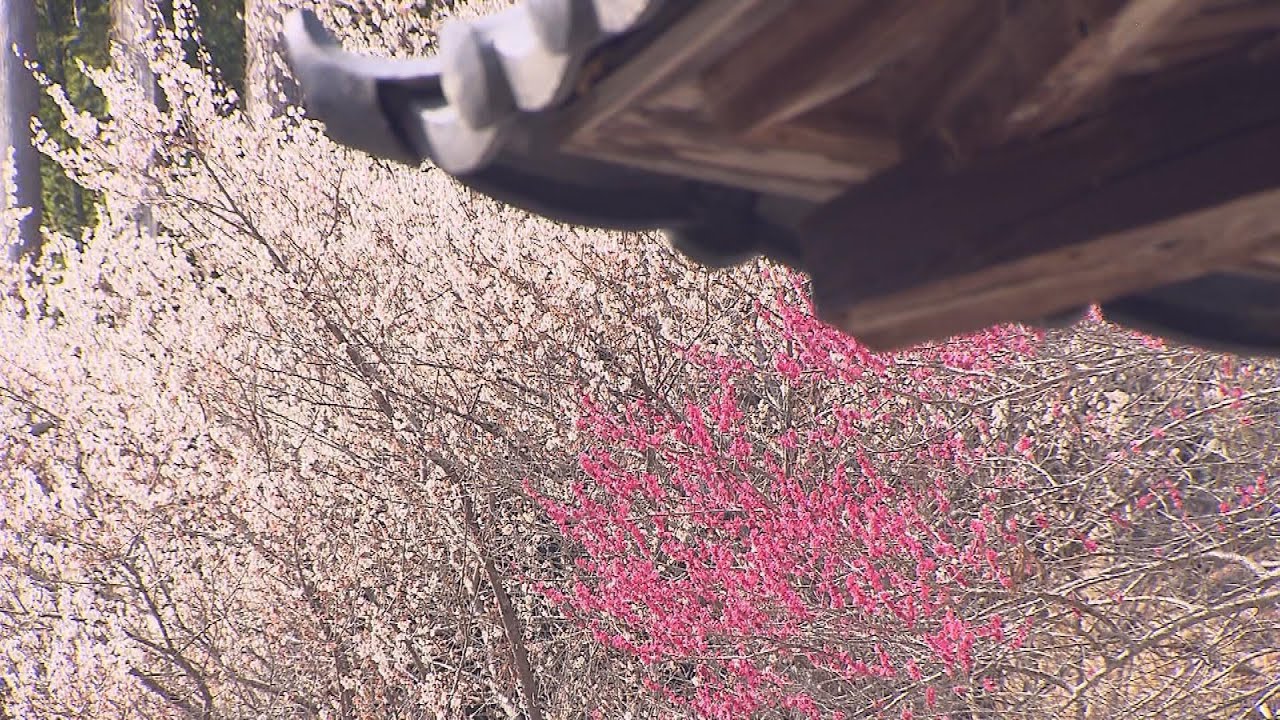 【映像】梅林寺の梅　春の訪れ告げる満開の花（福島県いわき市）【四季カメラ】