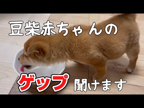 お迎え3日目の朝です。豆柴赤ちゃんの可愛いゲップをお聞きください🐾#豆柴 #子犬 #柴犬 #パピー #くうちゃん