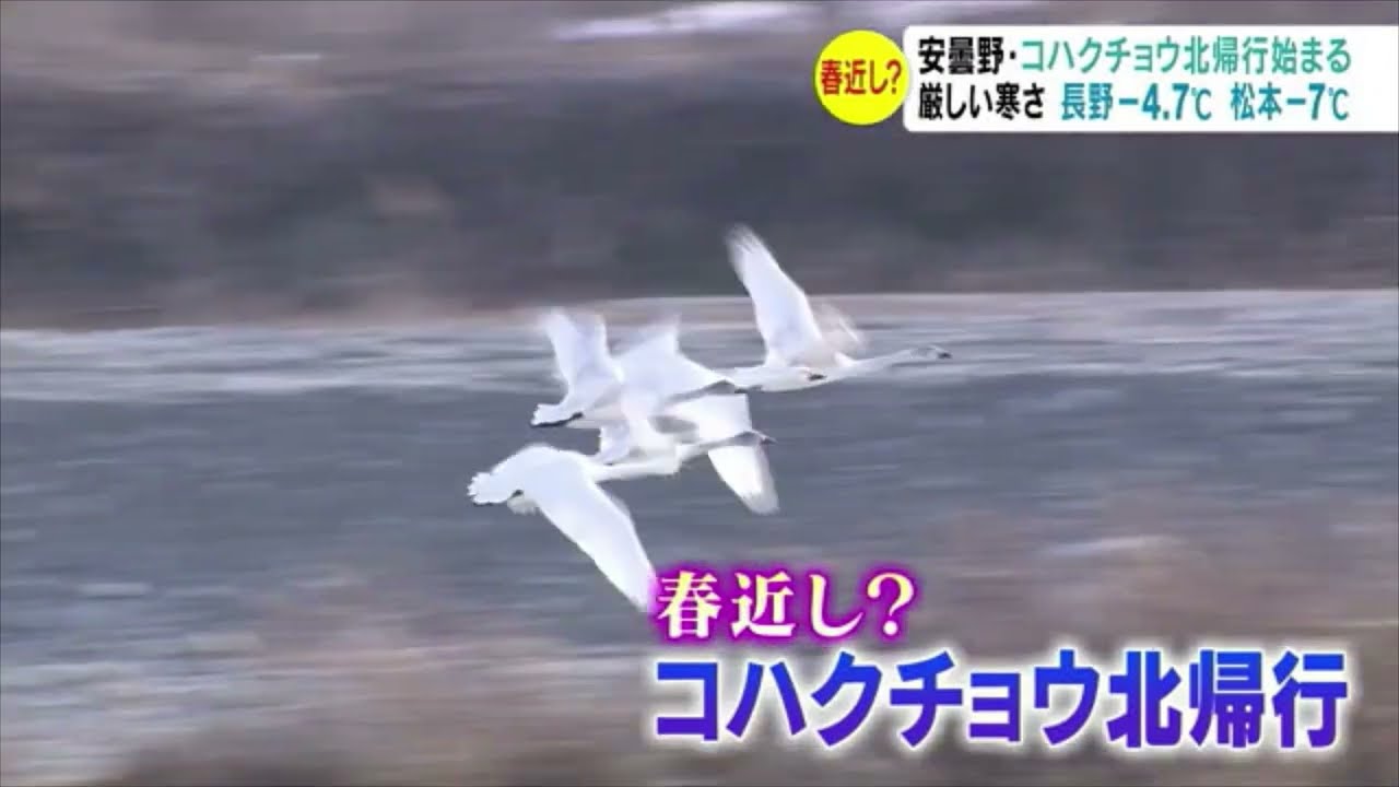 コハクチョウ「北帰行」始まる　安曇野で越冬　シベリアへ