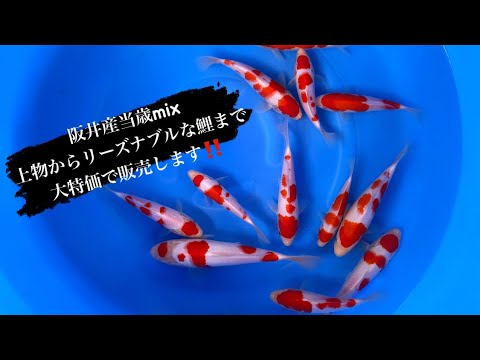 阪井産紅白＆三色入荷‼️