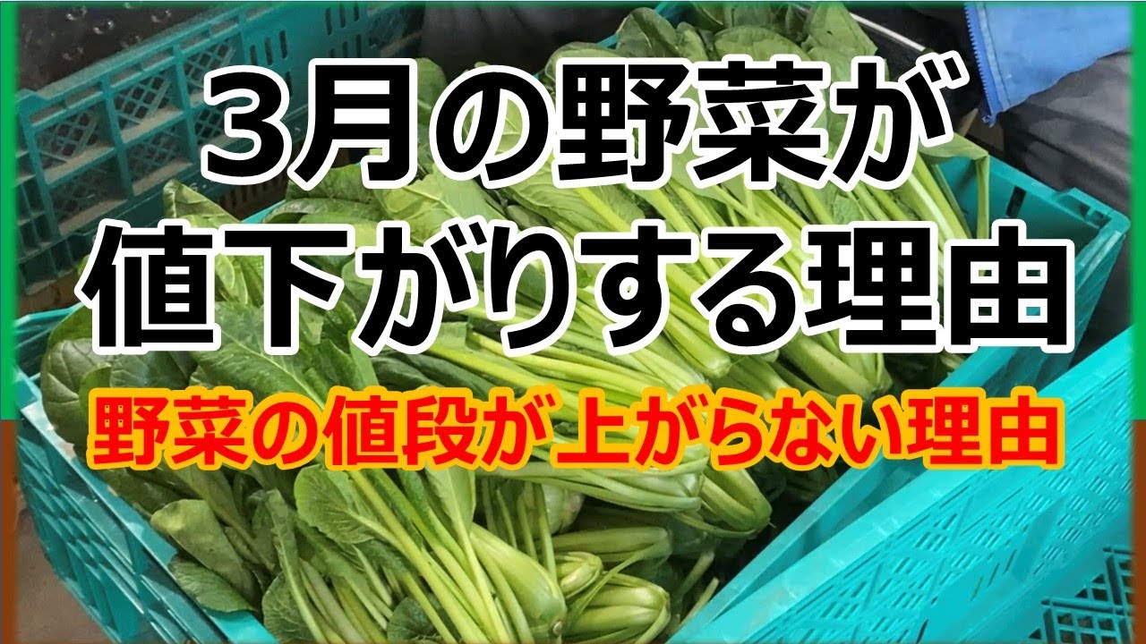 3月に野菜の値段が下がる理由　値上げ時代に野菜の値段が上がらない理由