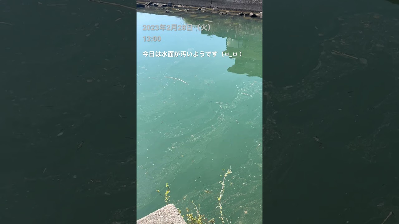 定時配信 徳島県鳴門市 2月28日(火) #shorts
