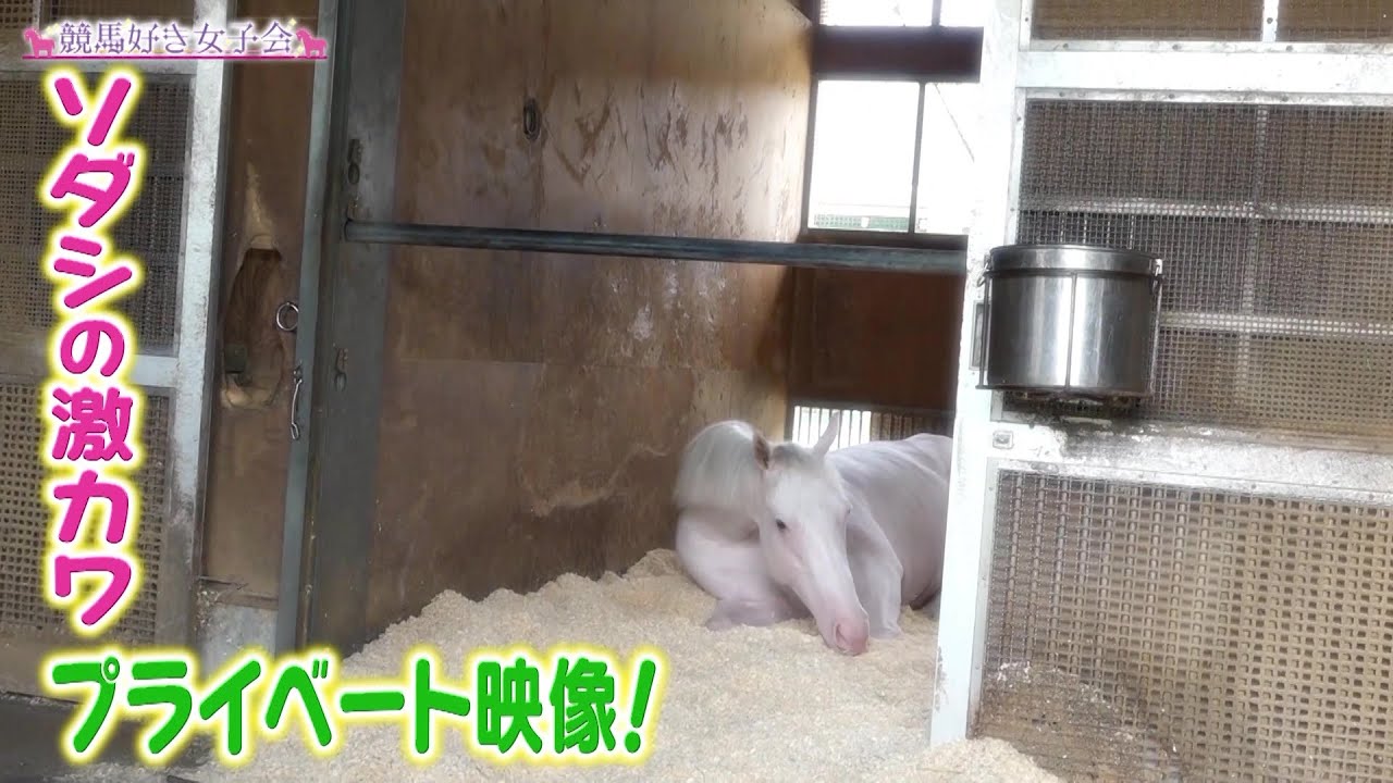 【白い馬】前代未聞の競馬ガールズトークバラエティ『競馬好き女子会』3月17日（金）夜7時配信！第3回は「白い馬」