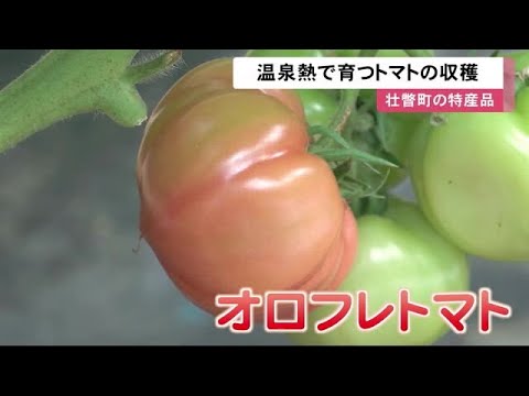 まさに"温泉トマト"壮瞥町の特産品 温泉熱で育つ「オロフレトマト」の収穫始まる 燃料代も節約　北海道 (23/03/08 11:54)