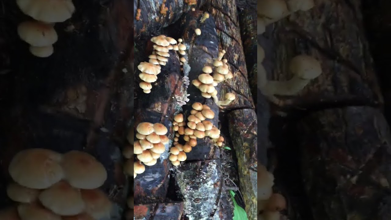 ポツンと一軒家　まほろば山荘　秋　キノコ栽培