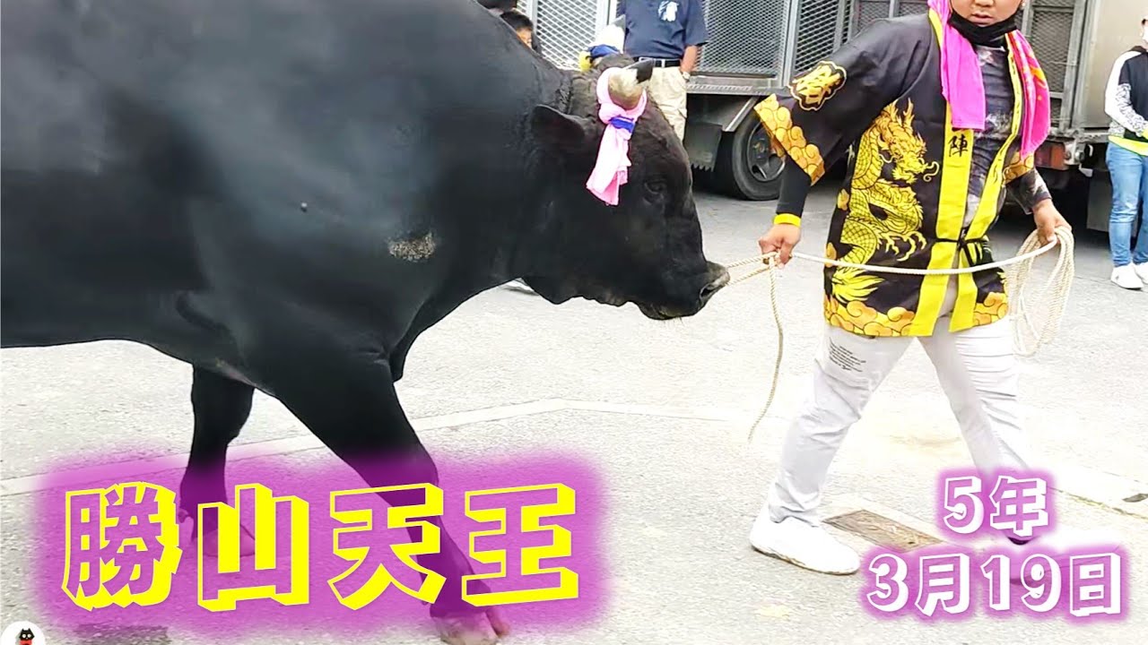 沖縄闘牛 勝山天王 in 第10回 平成若猪会大闘牛大会  2023年 3月19日