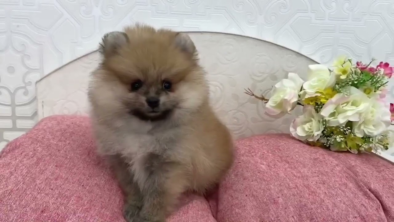 ポメラニアン ＣＭのギガちゃん見たい(^^♪