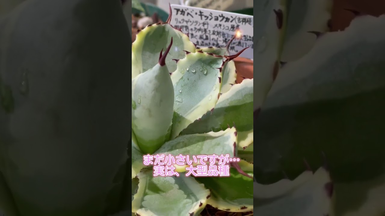 初めての「アガベ」🌵✨