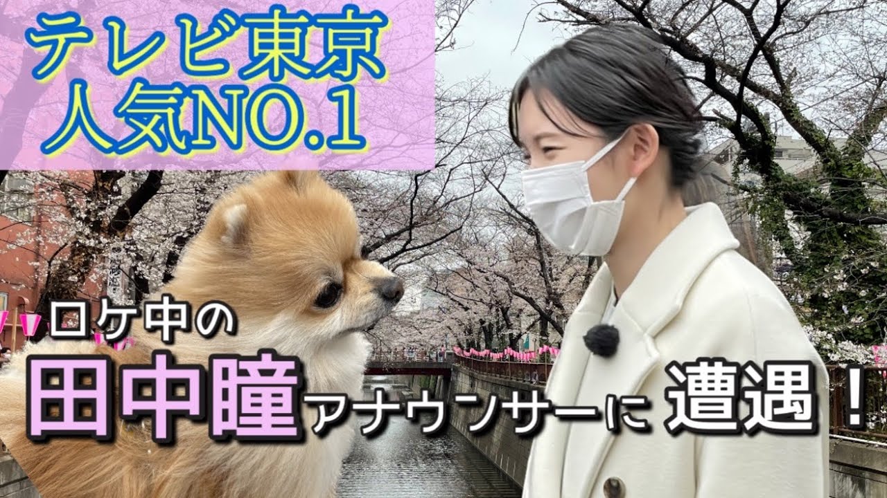 目黒川の桜を見に行ったらテレ東の女子アナ田中瞳がいました