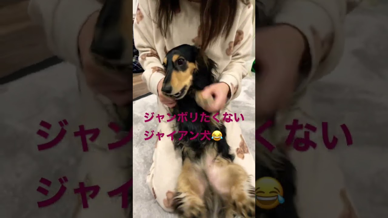 ［ジャンボリミッキー踊ってみた🤪］ジャンボリたくないジャイアン犬😂😂踊ってよ〜🥺 #可愛い #shorts #ミニチュアダックス