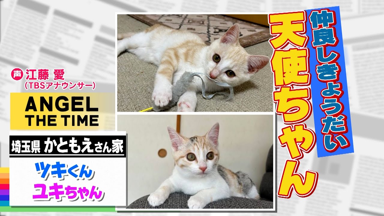 【THE TIME,切り抜き】シンクロ率100%な子猫のきょうだい（今日の天使ちゃん） / 2023.2.14放送