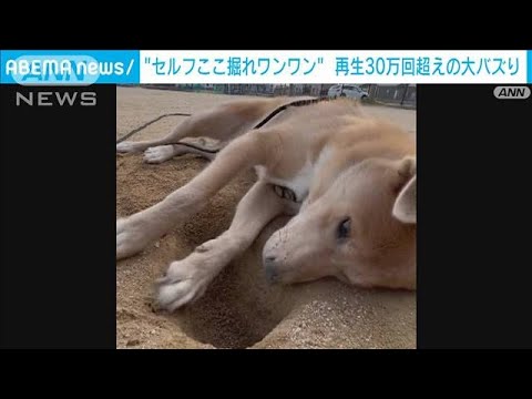 “一心不乱”に穴掘りワンワン…同じ場所で連日！？(2023年3月22日)