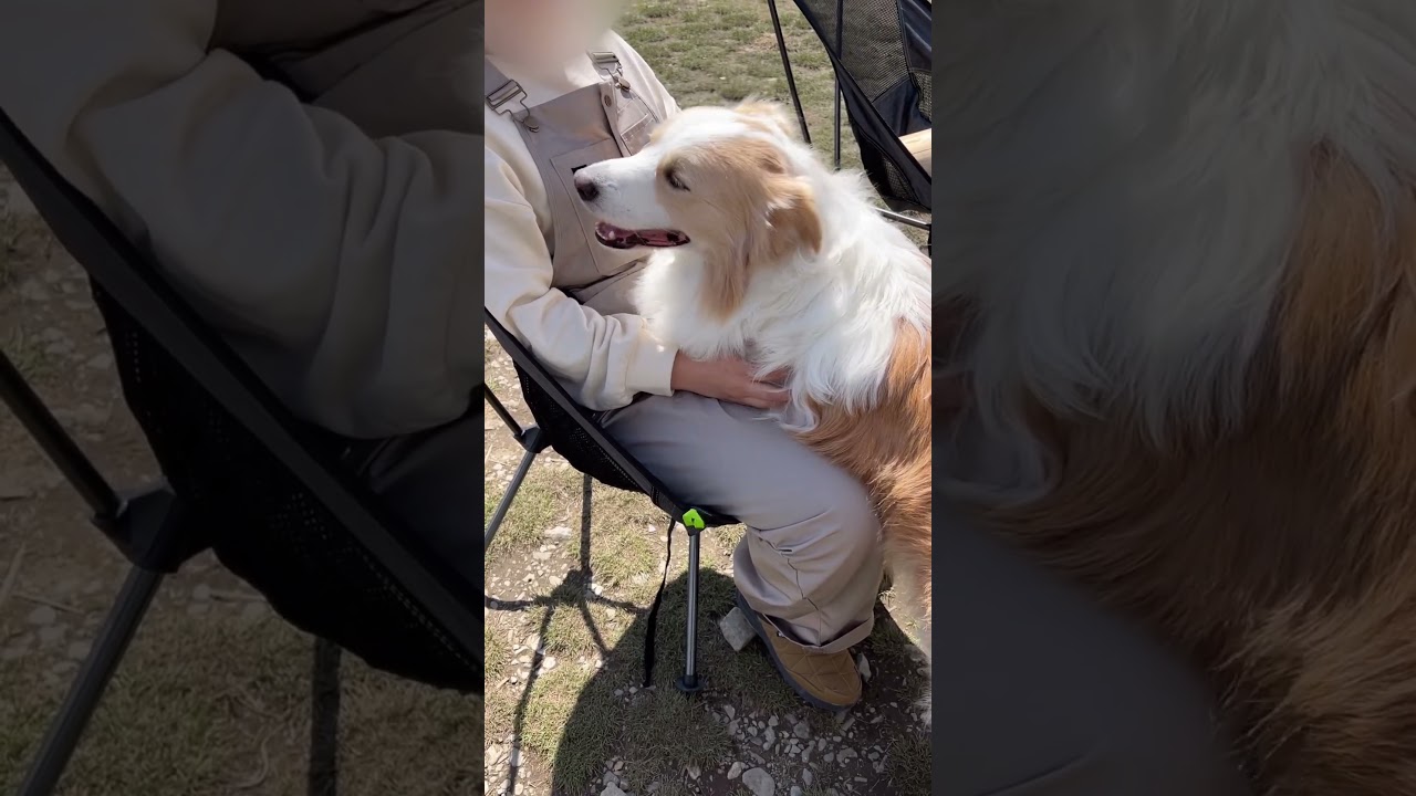 散歩中も甘えん坊が炸裂してしまう犬が、かわいすぎる...【ボーダーコリー】