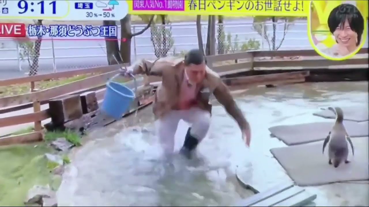 【スッキリ】春日がペンギンの池に落下。批判殺到。許せない（那須どうぶつ王国　オードリー春日　極楽とんぼ　炎上）
