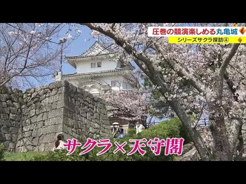 “日本一の石垣”との競演を楽しむ　中塚美緒アナウンサーの「サクラ探訪」　今回は丸亀城【香川】 (23/03/30 18:00)