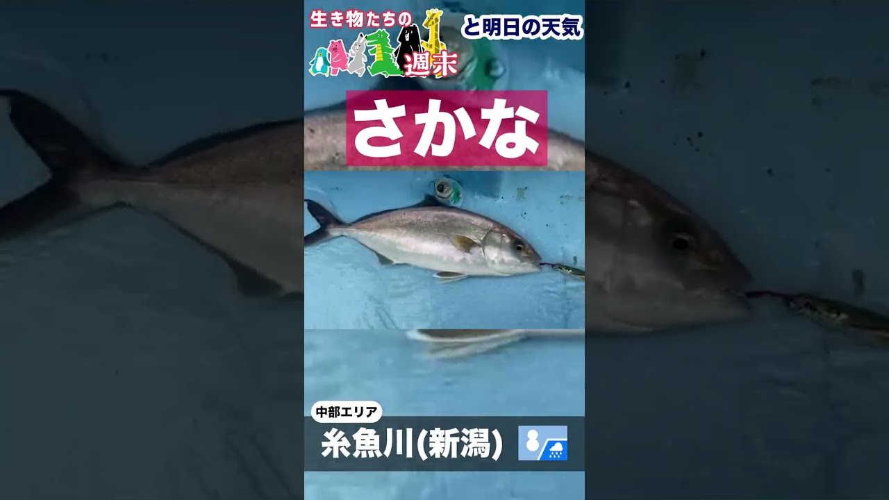 週末の動物たちの様子と明日30日の天気をお伝えします #shorts