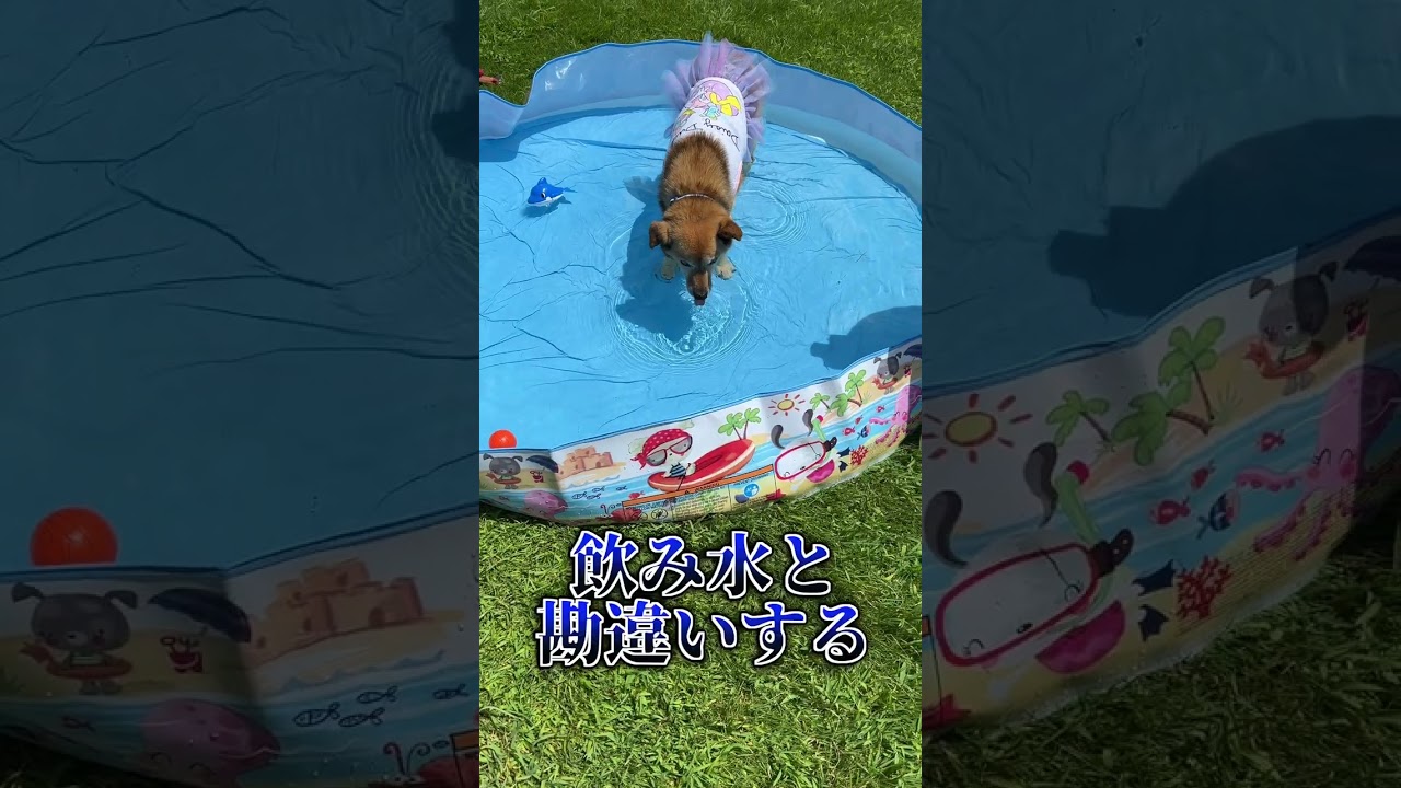 愛犬コロちゃんの春夏秋冬に関する雑学#shorts